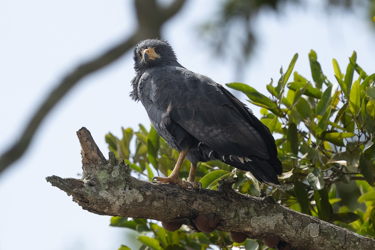 Common Black Hawk - ML644939654