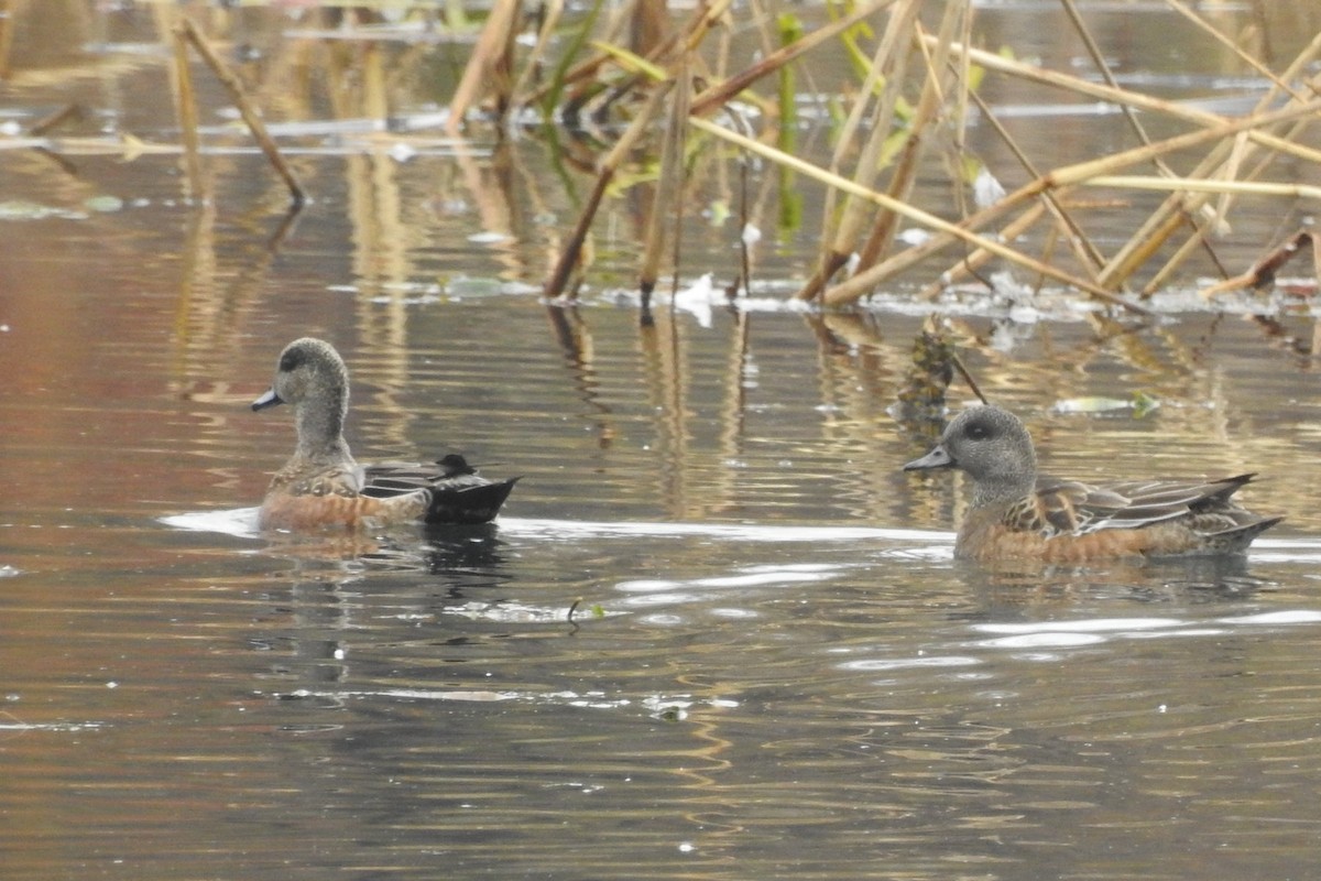 American Wigeon - ML644939655