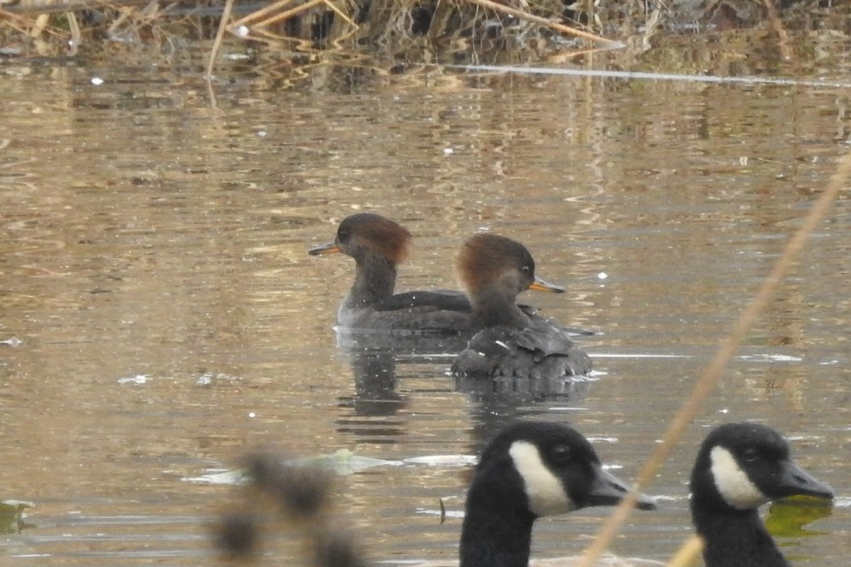 Hooded Merganser - ML644939671