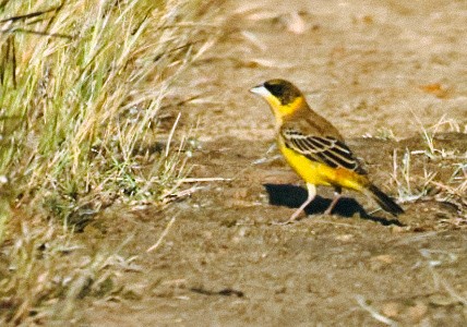 Black-headed Bunting - ML644939715