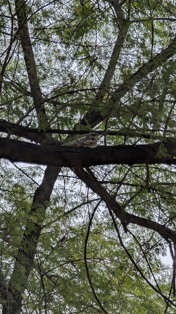 Jungle Nightjar - ML644939744