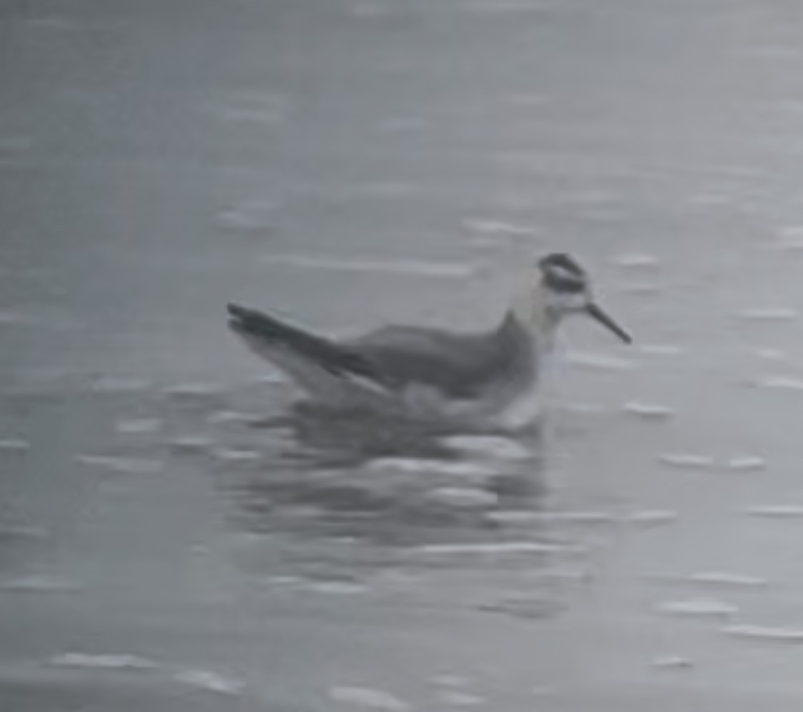 Red Phalarope - ML644939748