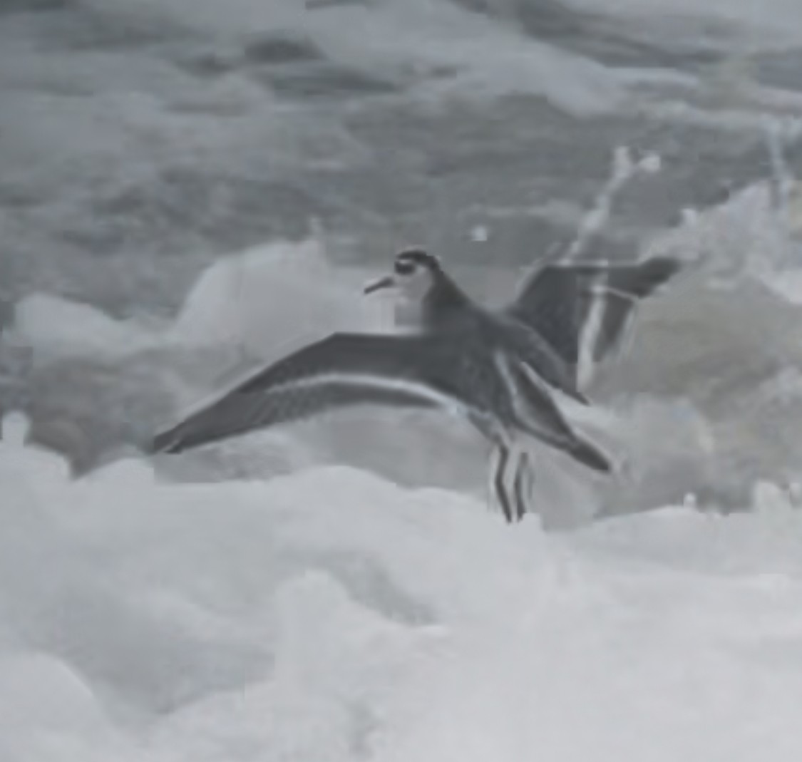 Red Phalarope - ML644939749