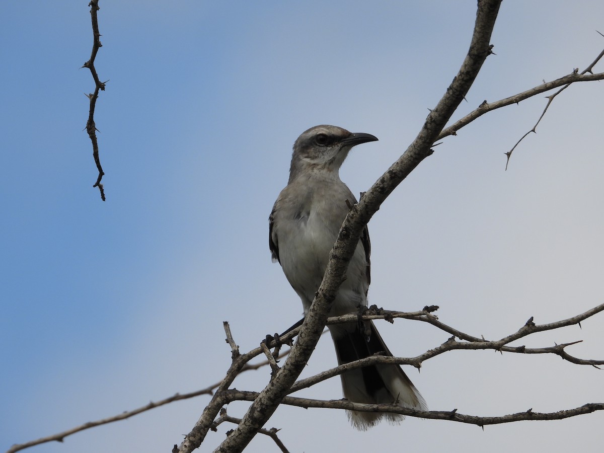 Tropikal Taklitçi - ML644939754