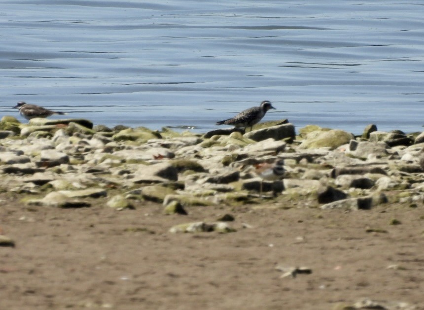 kulík hnědokřídlý - ML644939779