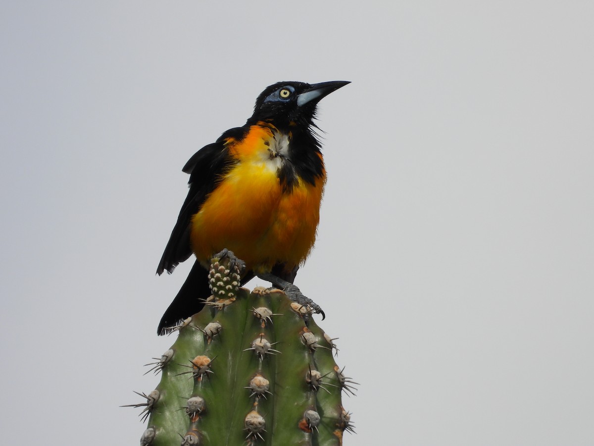 brilletrupial - ML644939782