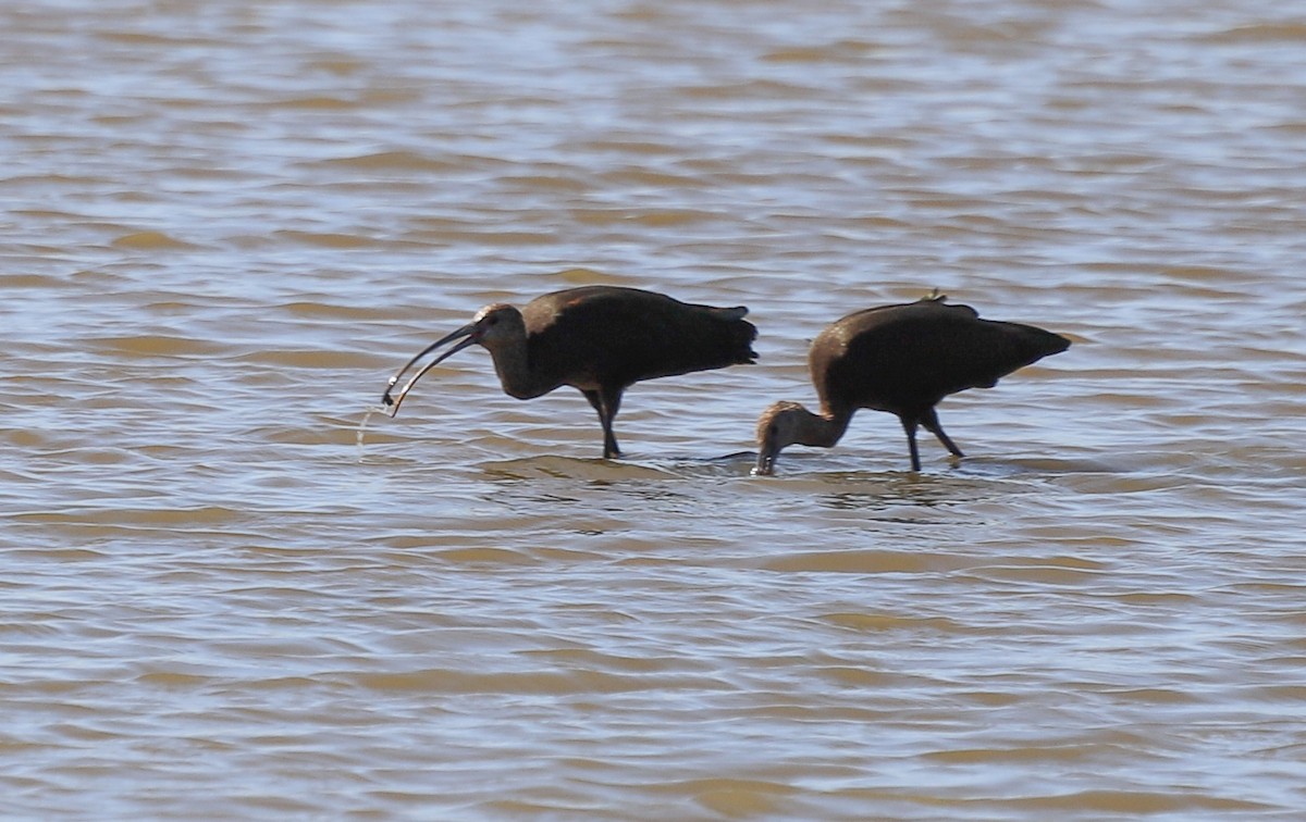 Brillensichler - ML644939791