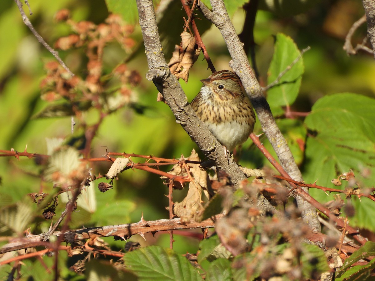Lincoln's Sparrow - ML644939796