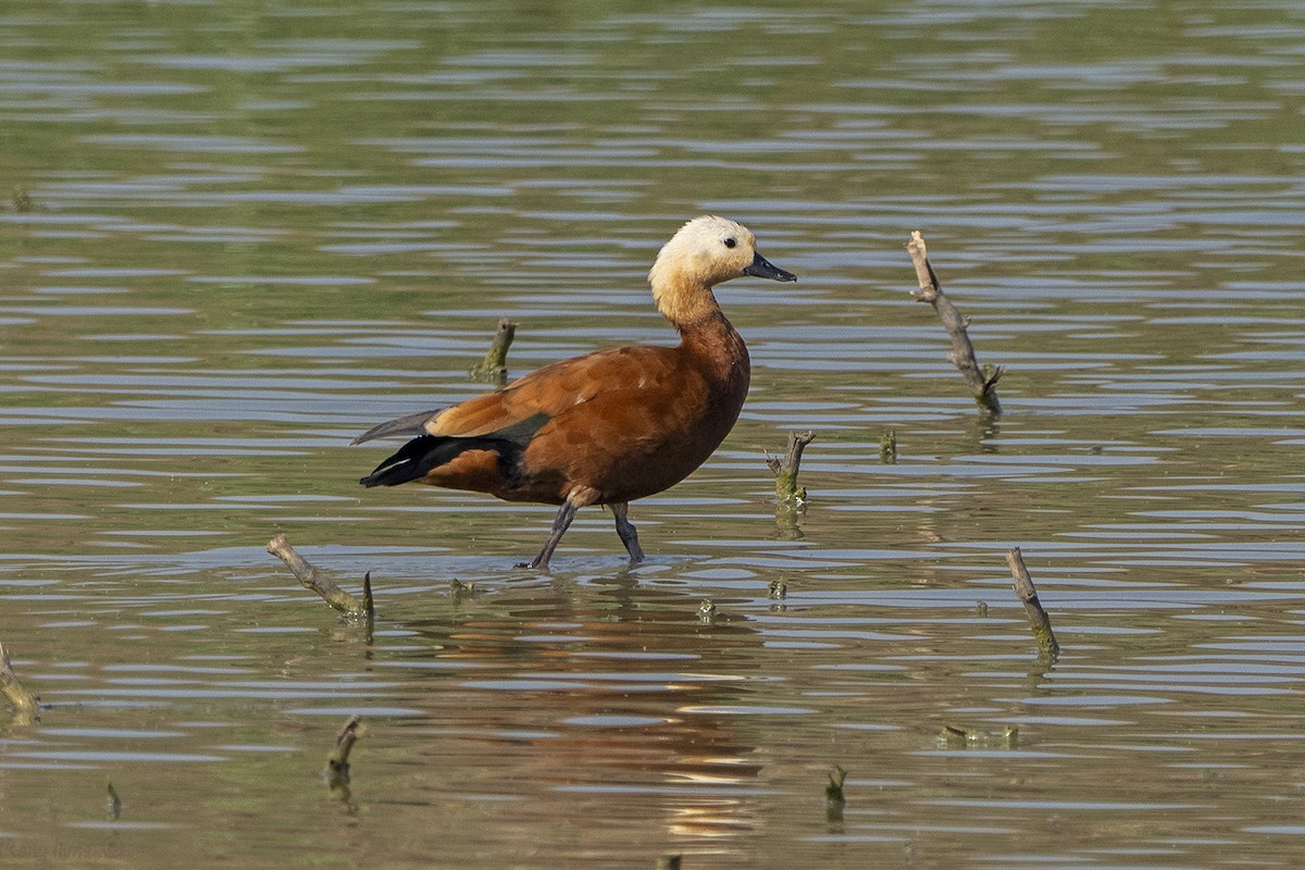 Ruddy Shelduck - ML644939808