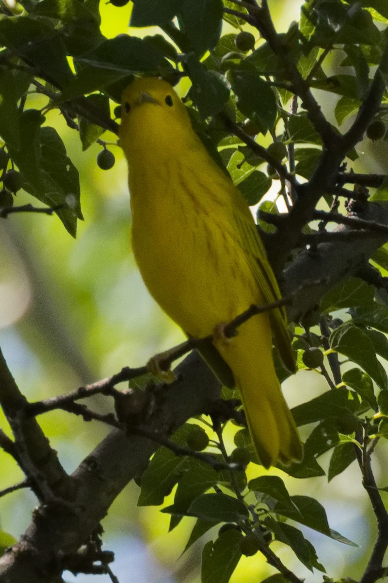 Northern Yellow Warbler - ML644939817