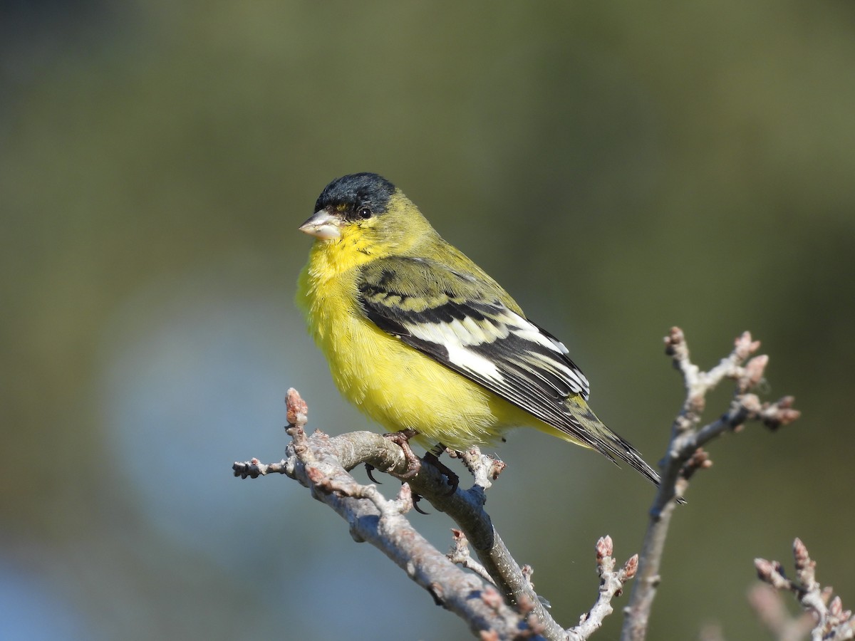 Lesser Goldfinch - ML644939822