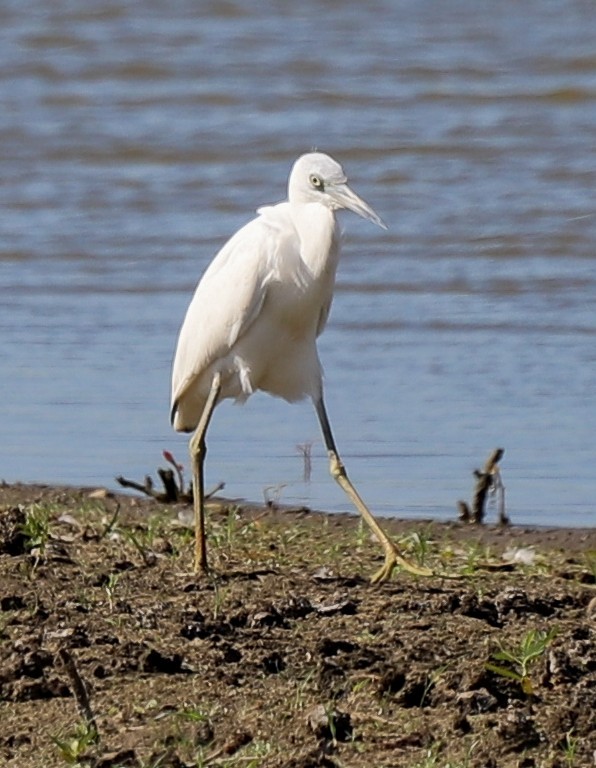 Blaureiher - ML644939829