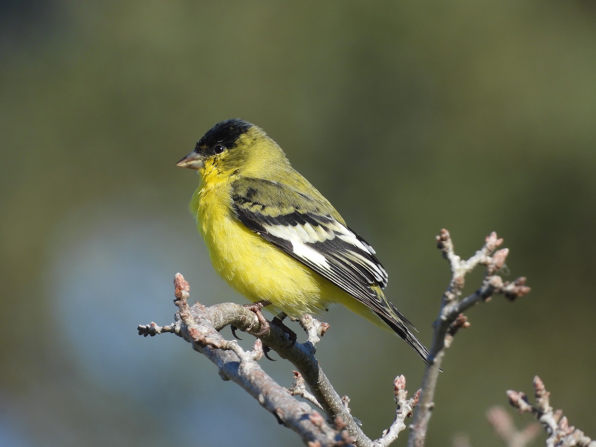 Lesser Goldfinch - ML644939830