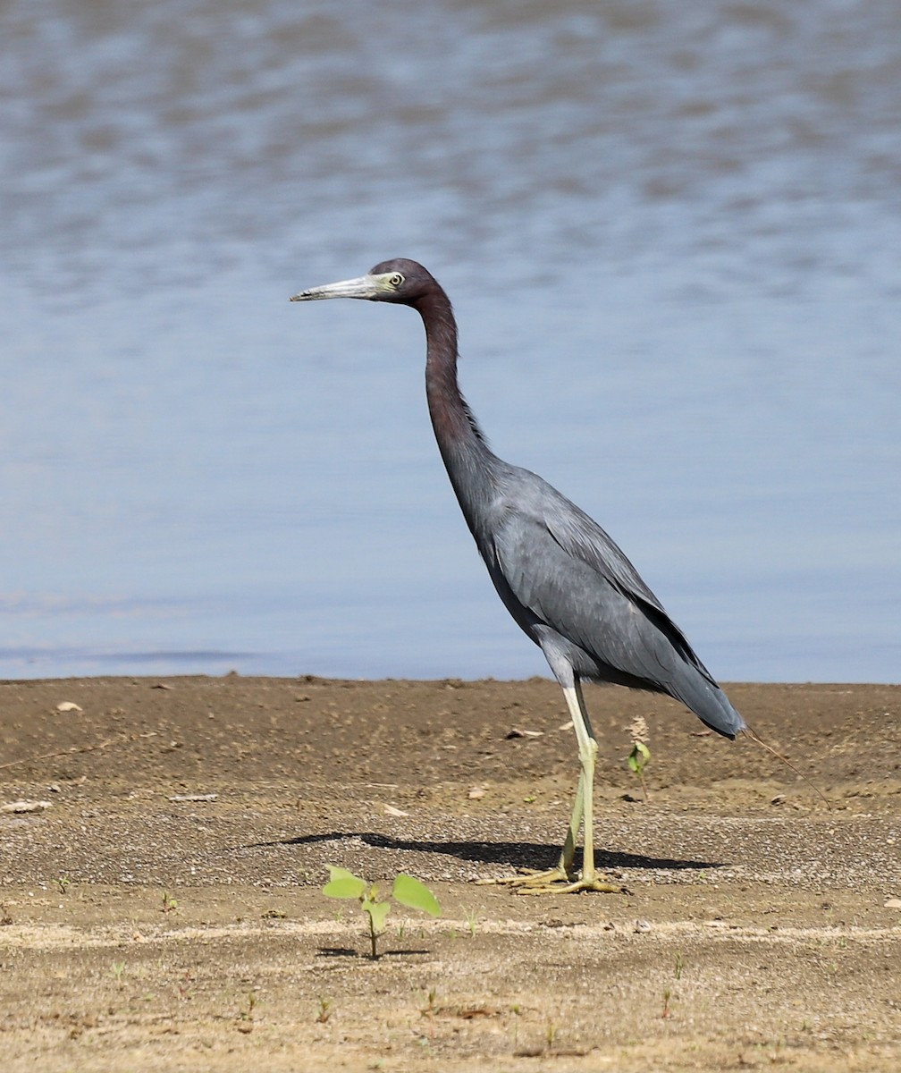 Blaureiher - ML644939849