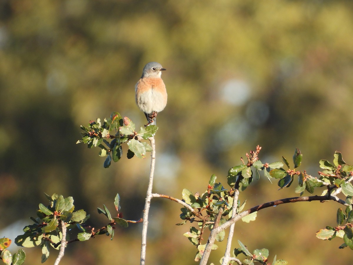 Western Bluebird - ML644939854