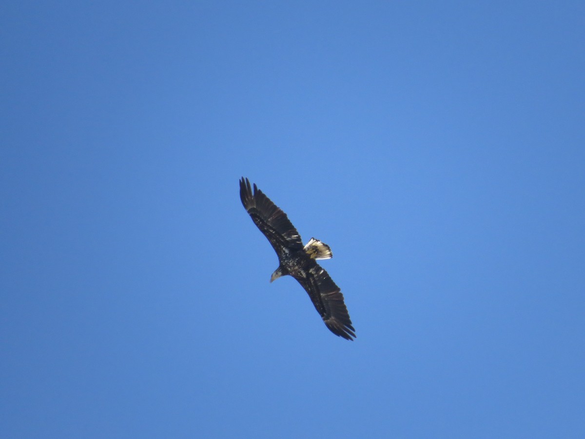 Bald Eagle - ML644939922