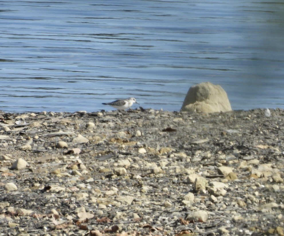 jespák písečný - ML644939927