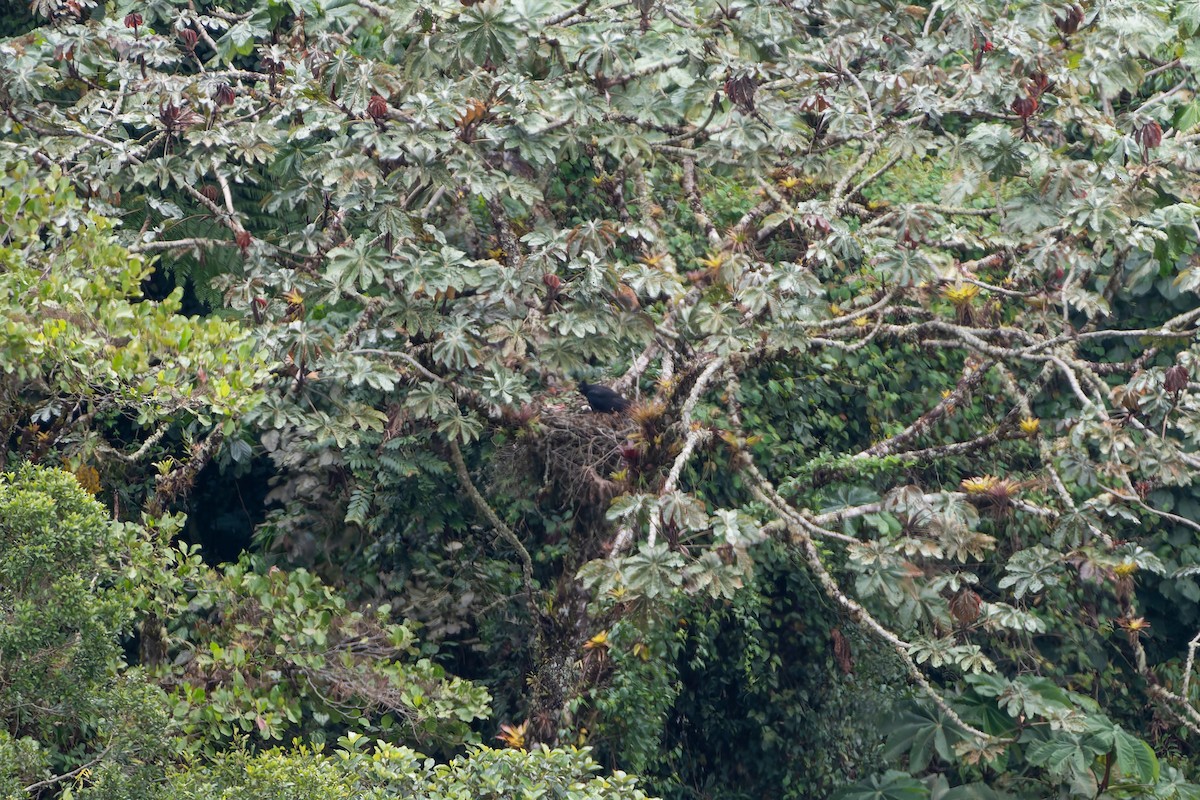 Black-and-chestnut Eagle - ML644939981