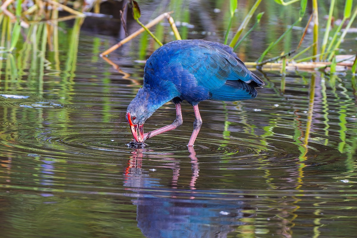 Gray-headed Swamphen - ML644940019