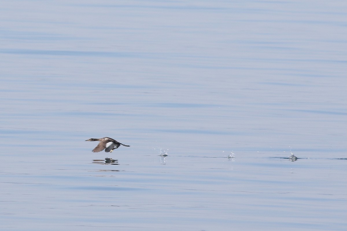 Red-necked Grebe - ML644940025