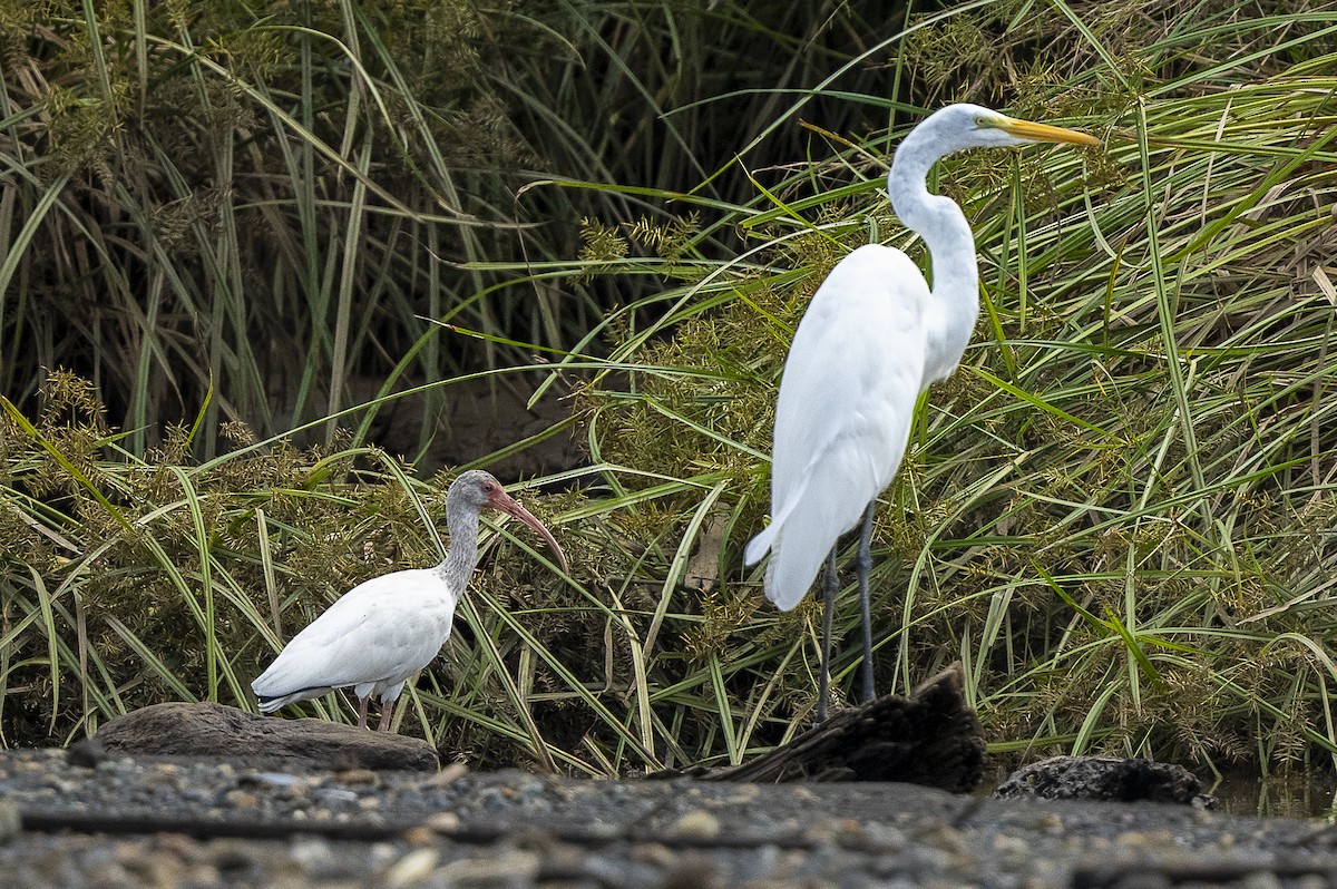White Ibis - ML644940035