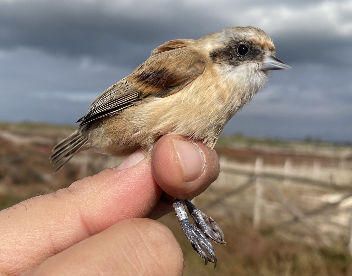 Eurasian Penduline-Tit - ML644940036