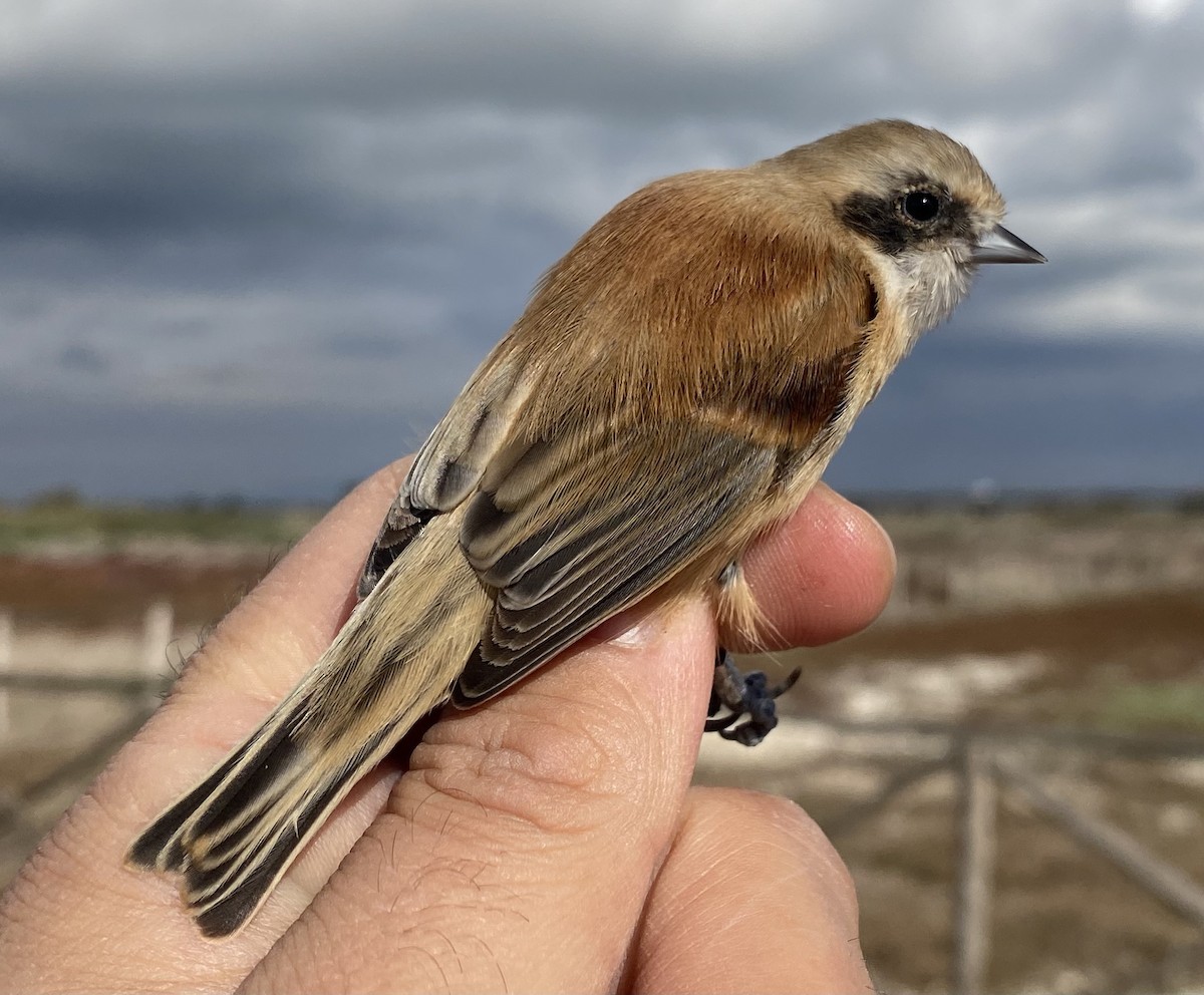 Eurasian Penduline-Tit - ML644940037