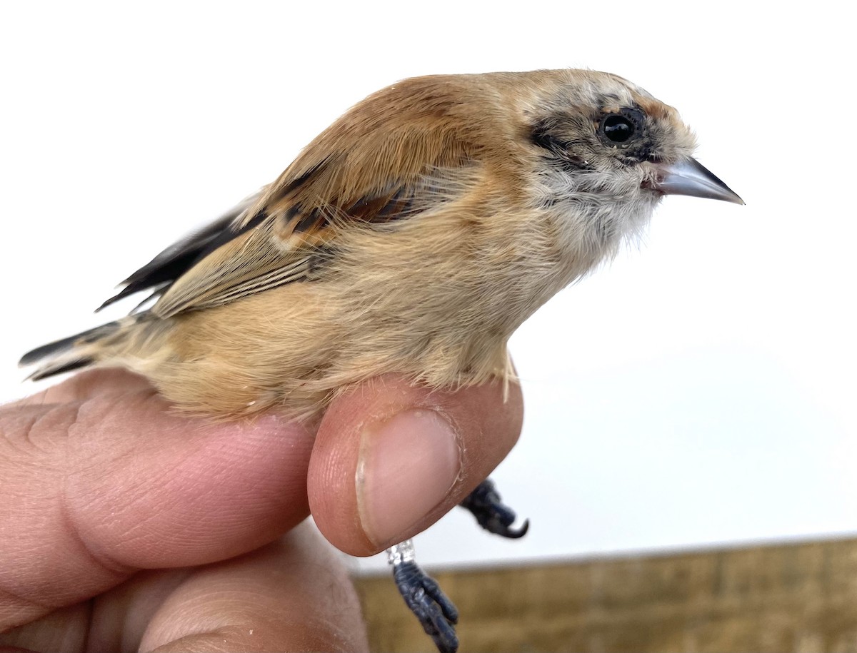 Eurasian Penduline-Tit - ML644940038