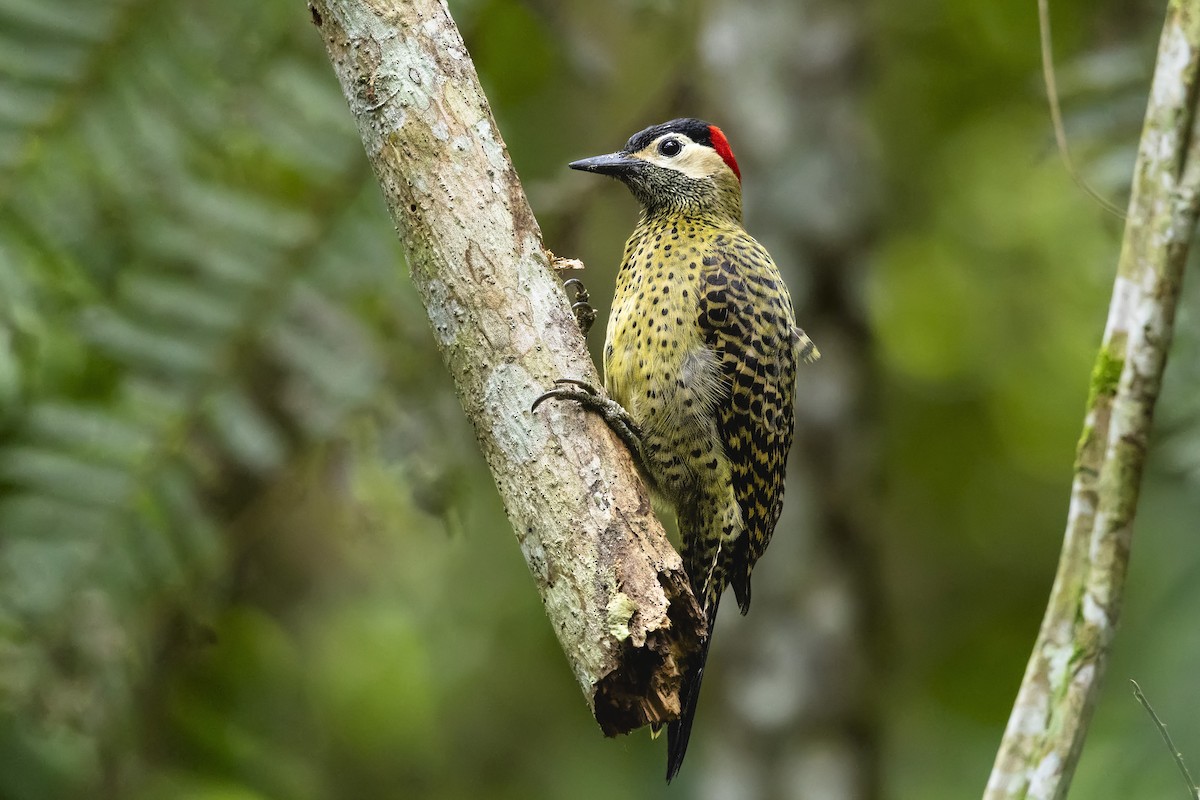 Декол плямистоволий - ML644940046