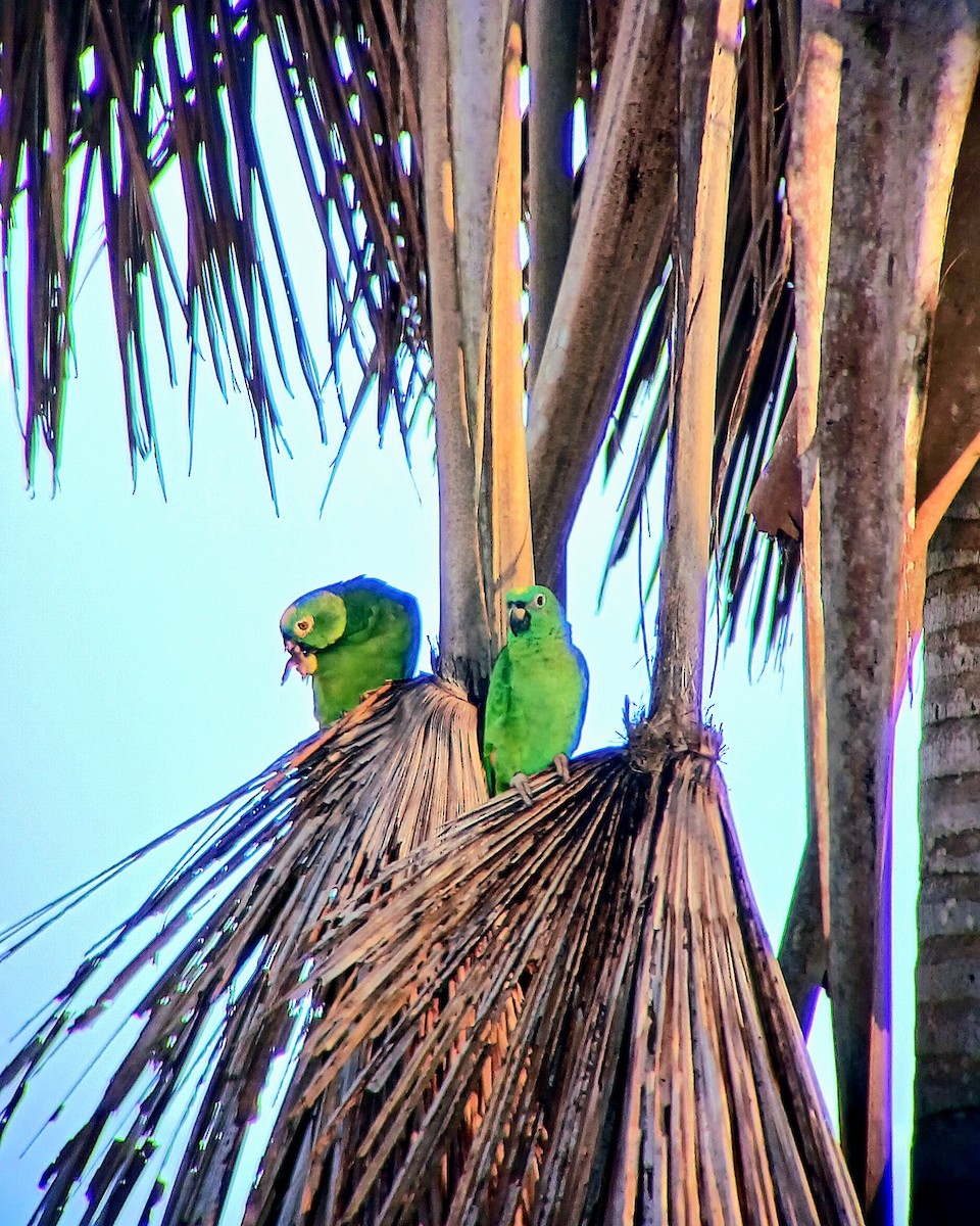 Yellow-crowned Amazon - ML644940067