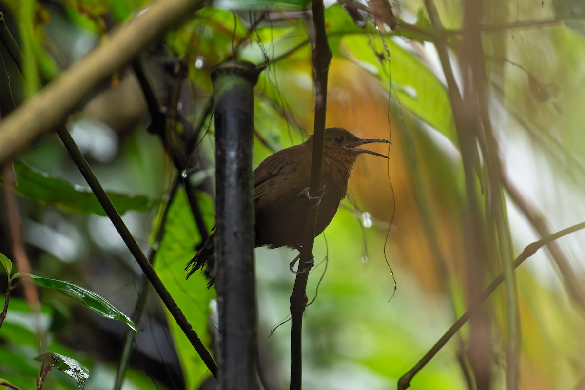 South American Leaftosser - ML644940071
