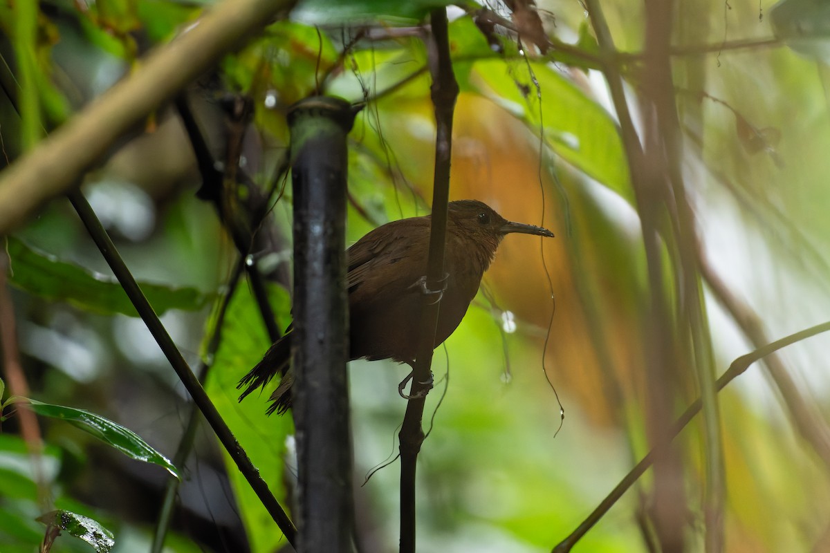 South American Leaftosser - ML644940072