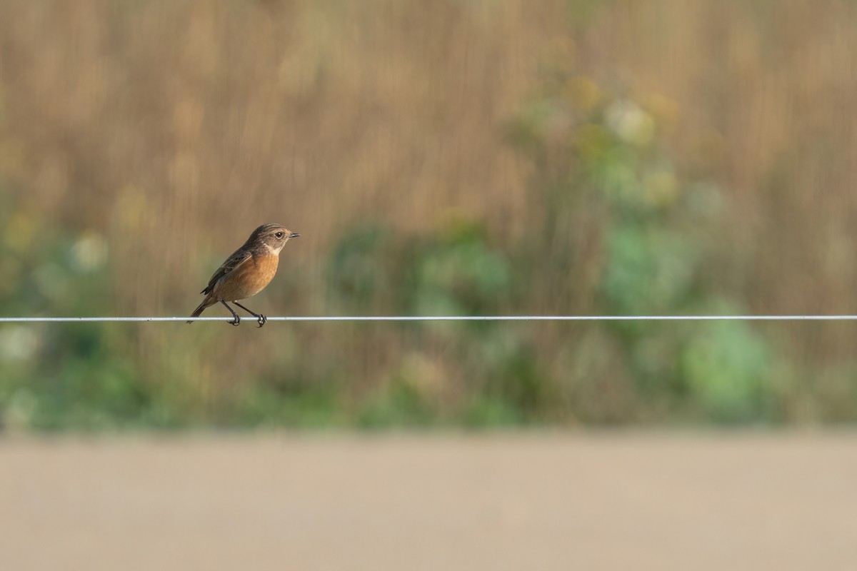 European Stonechat - ML644940078