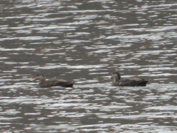 American Black Duck - ML644940087