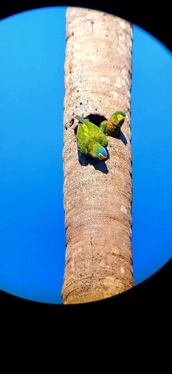 Red-bellied Macaw - ML644940097
