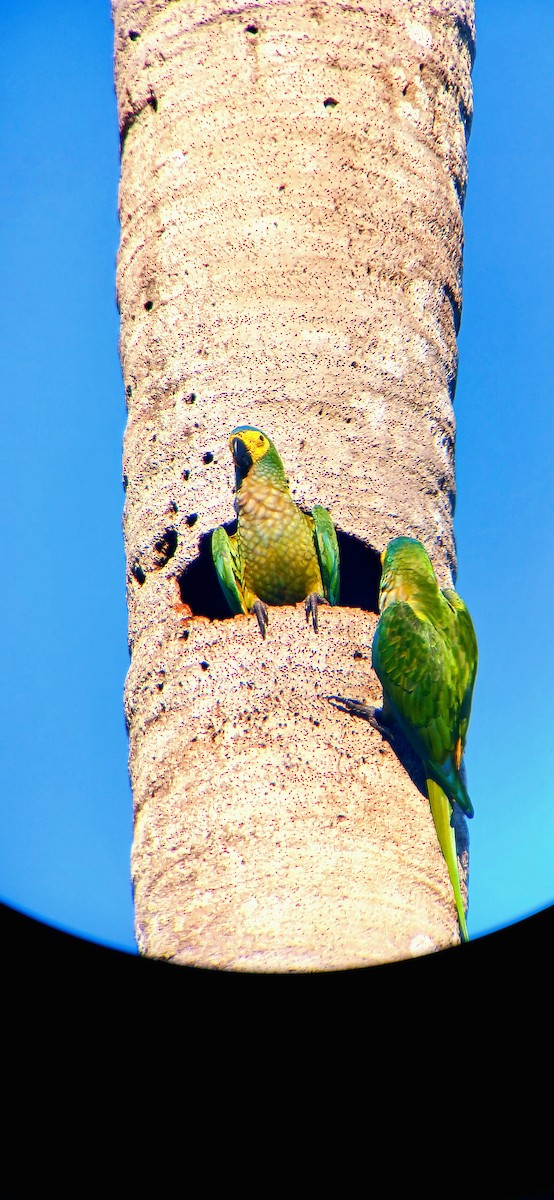 Red-bellied Macaw - ML644940098