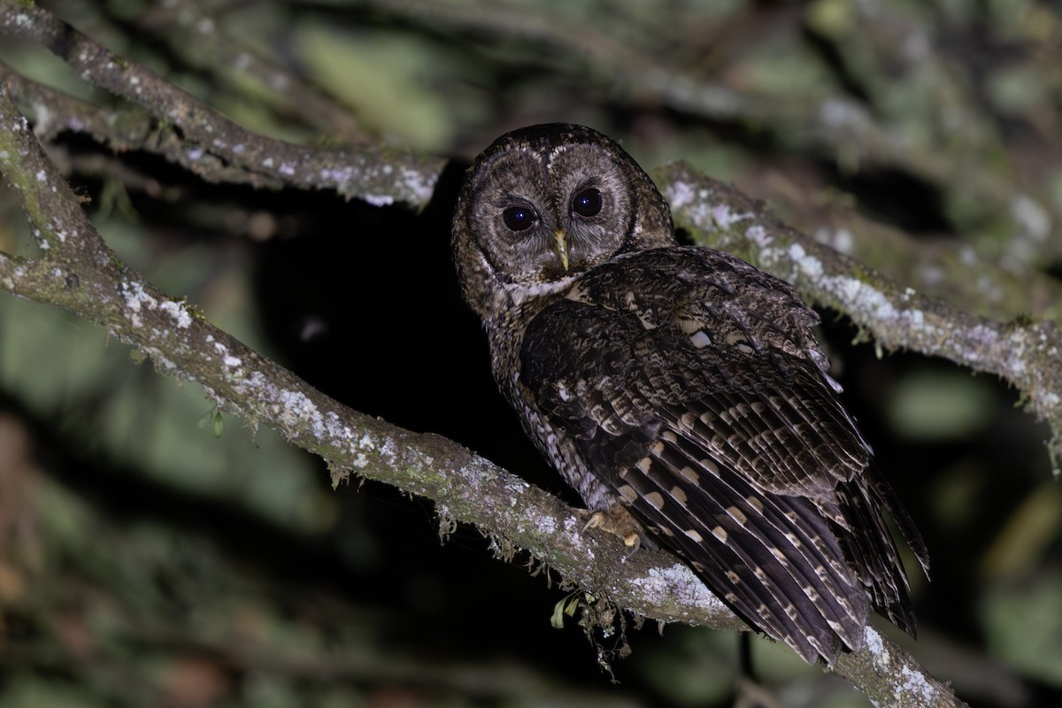 Himalayan Owl - ML644940109