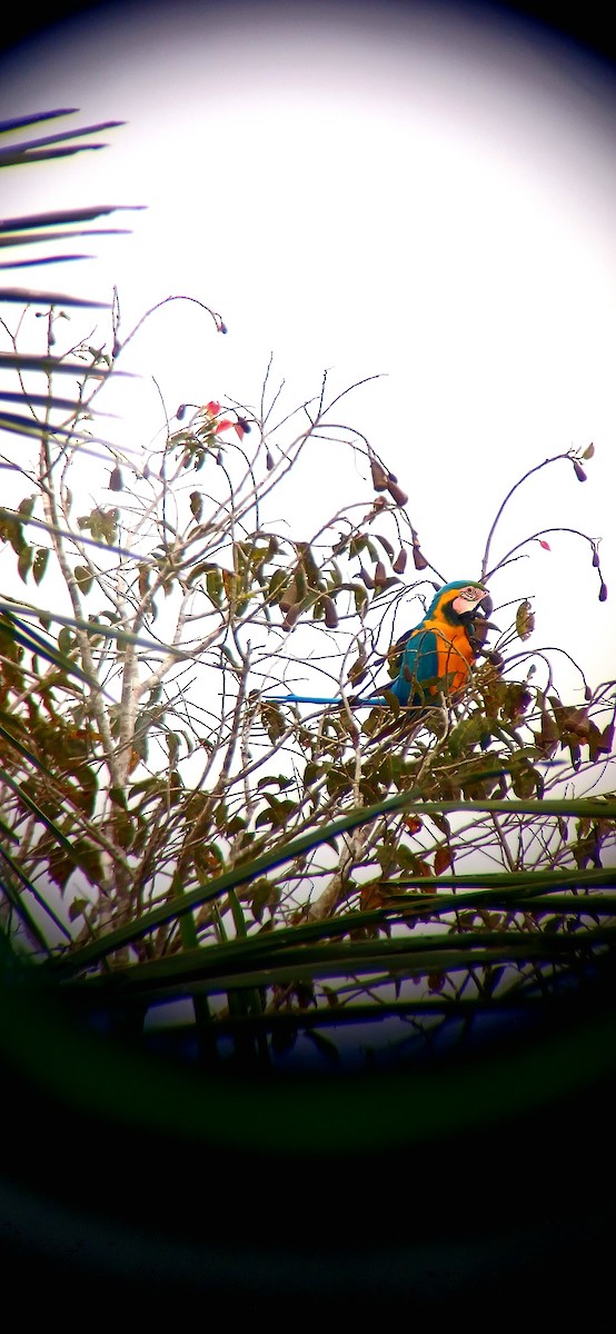 藍黃金剛鸚鵡 - ML644940123