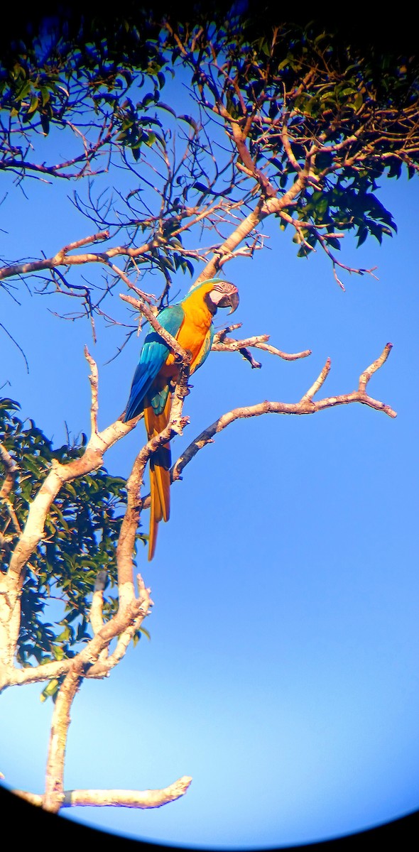 藍黃金剛鸚鵡 - ML644940124