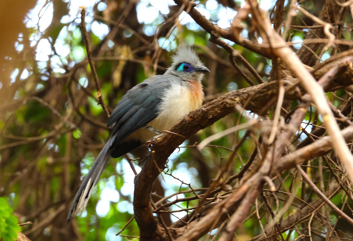 Crested Coua (Crested) - ML644940125