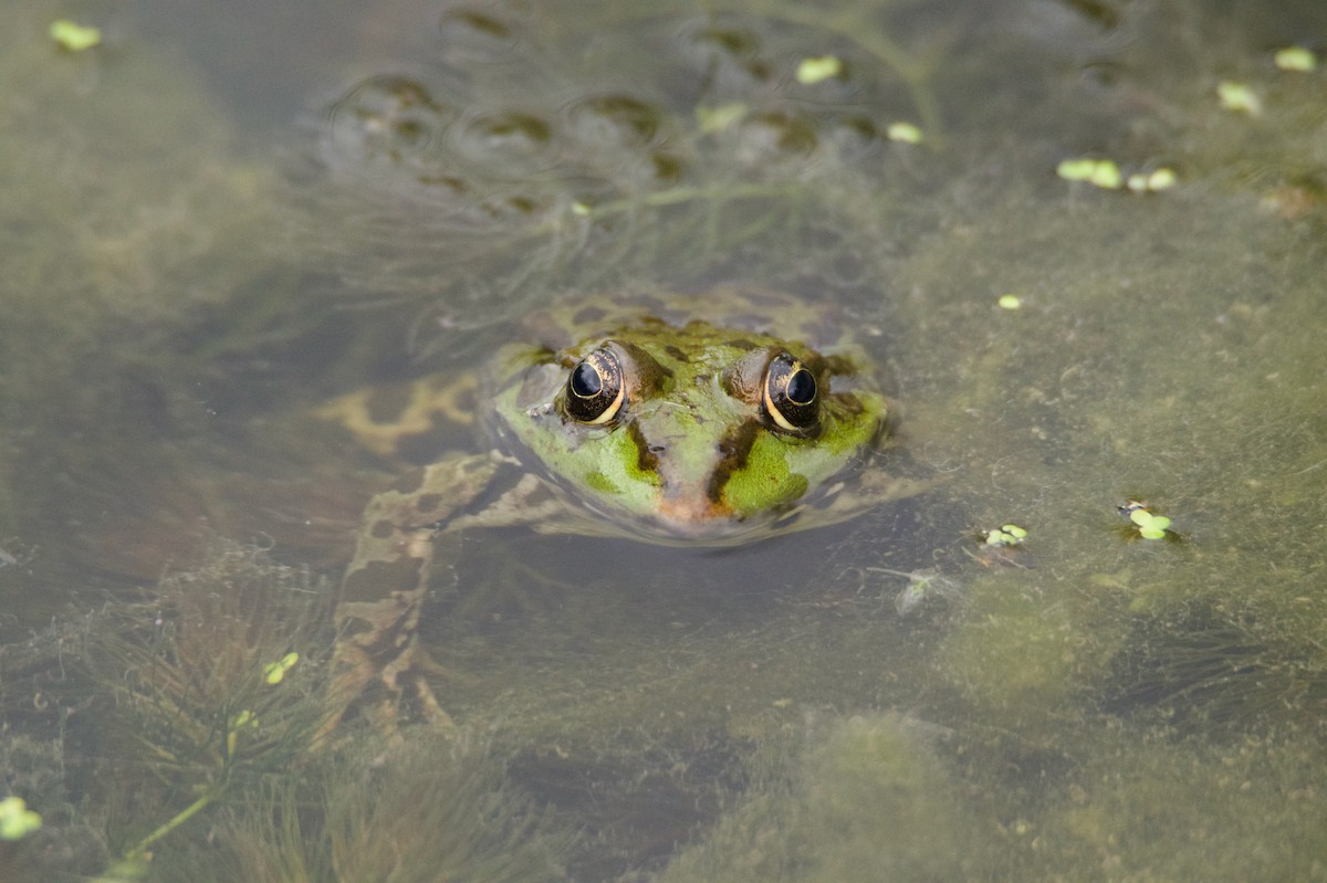 Marsh Frog - ML644940133
