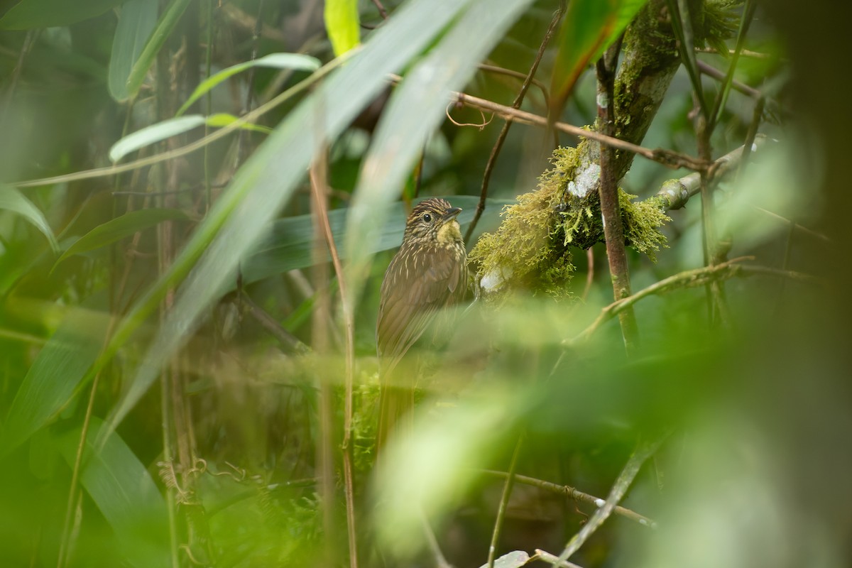 Lineated Foliage-gleaner - ML644940137