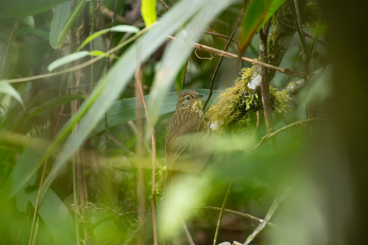 Lineated Foliage-gleaner - ML644940138