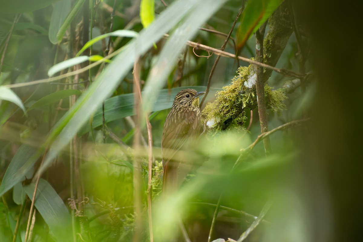 Lineated Foliage-gleaner - ML644940139