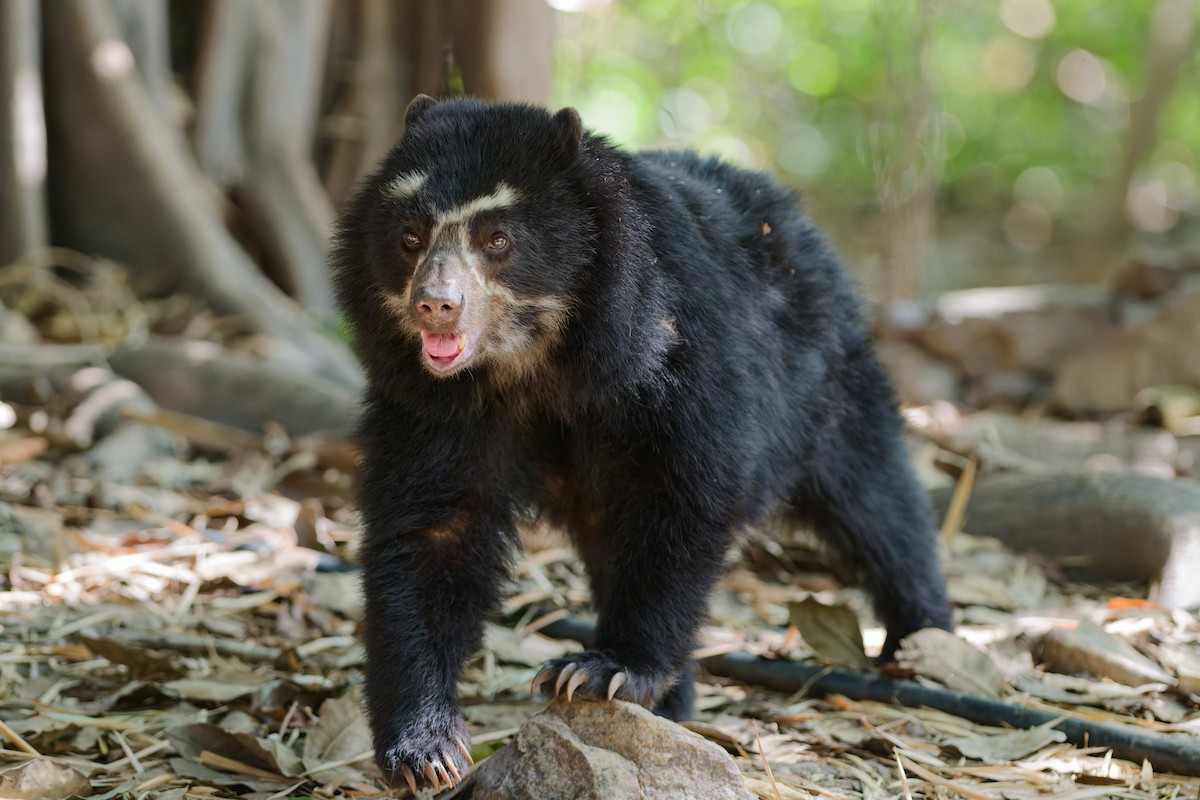 メガネグマ - ML644940148