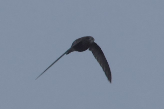 Common Swift - ML644940153
