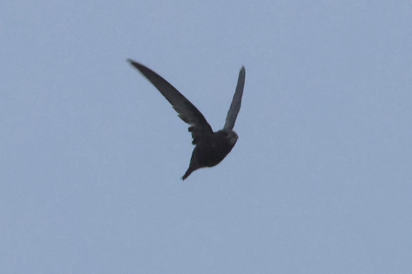 Common Swift - ML644940154