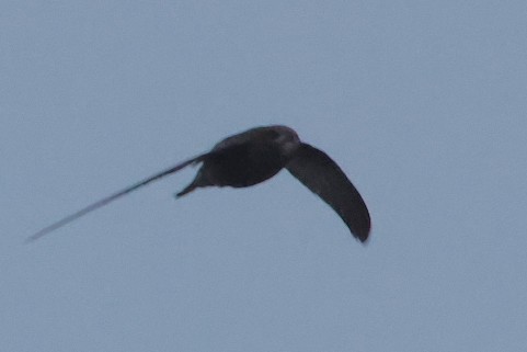 Common Swift - ML644940155