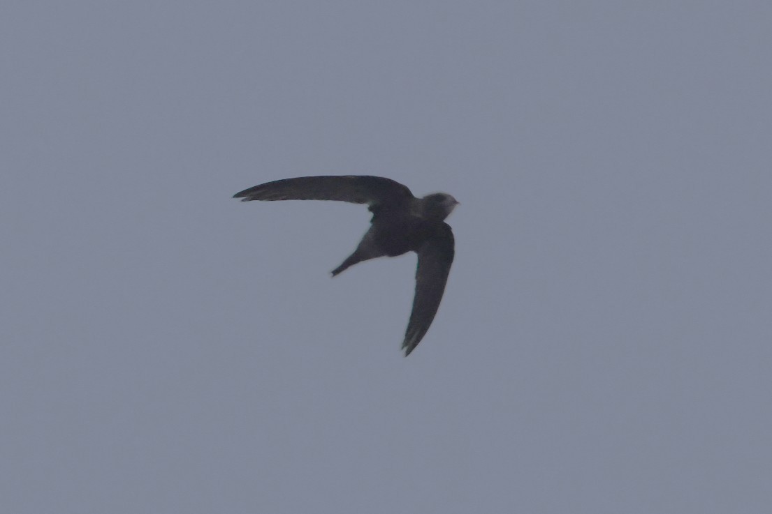 Common Swift - ML644940156