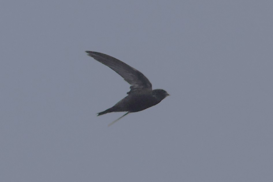 Common Swift - ML644940157